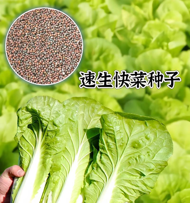 如何延长新鲜蔬菜的保存时间？有效方法有哪些？