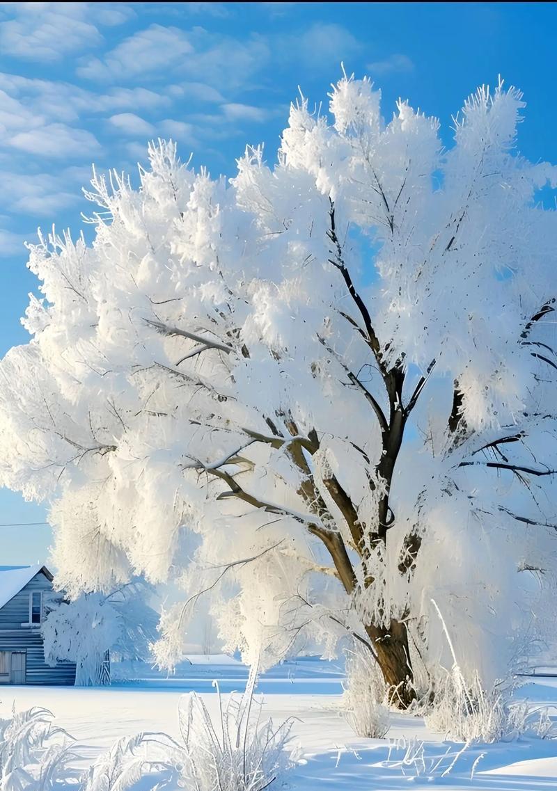 手机如何拍出好看的雪景照片？有哪些技巧和设置？