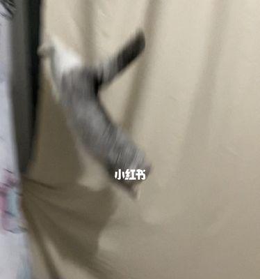 给猫拍照时手机摔了怎么办？